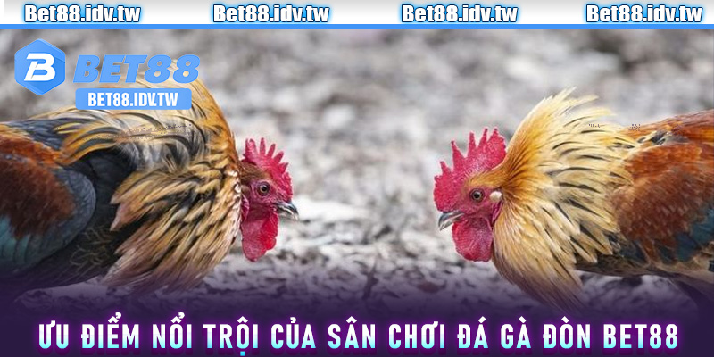 Ưu điểm nổi trội của sân chơi đá gà đòn Bet88
