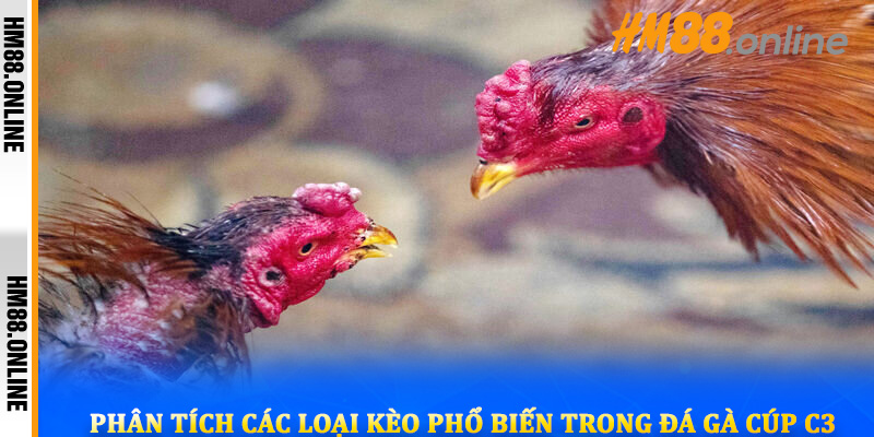 Phân tích các loại kèo phổ biến trong đá gà Cúp C3