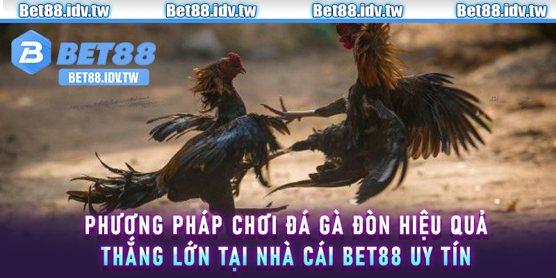 Phương pháp chơi đá gà đòn hiệu quả, thắng lớn tại nhà cái Bet88 uy tín