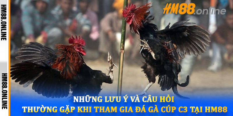 Những lưu ý và câu hỏi thường gặp khi tham gia đá gà Cúp C3 tại HM88