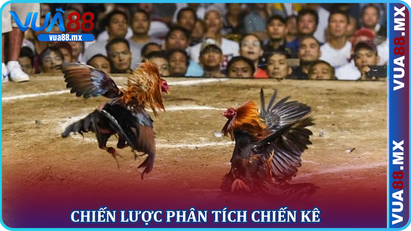 Chiến Lược Phân Tích Chiến Kê Để Dự Đoán Chính Xác Đá gà trực tuyến Vua88