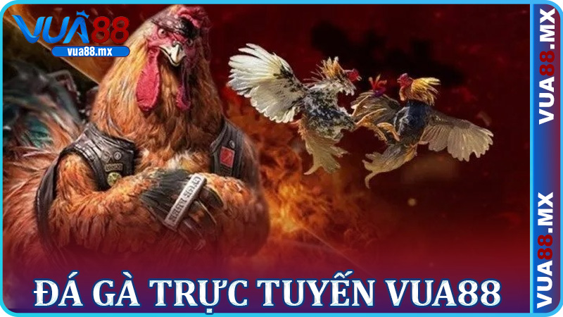 Đá Gà Trực Tuyến Vua88 – Sân Chơi Sôi Động, Thưởng Liền Tay