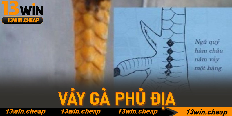 Bí thuật soi kèo chiến kê có Vảy gà phủ địa trên sàn đấu trực tuyến