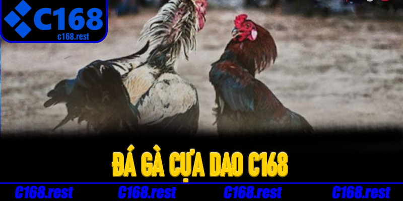 Điểm nổi bật giúp Đá Gà Cựa Dao C168 thu hút người chơi