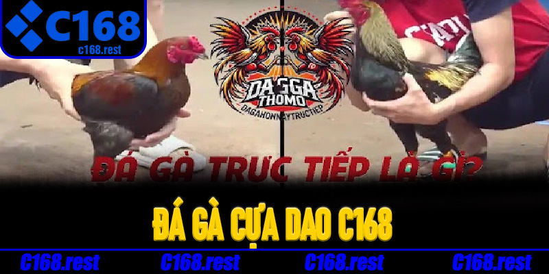 Kinh nghiệm tham gia Đá Gà Cựa Dao C168 hiệu quả hơn
