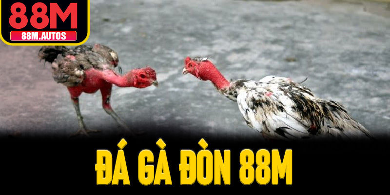 Tại sao nên tham gia cá cược gà đòn tại nhà cái 88M?