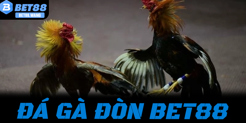 Đá Gà Đòn Bet88: Đấu Trường Chiến Kê Đỉnh Cao Với Chất Lượng Cao
